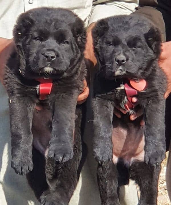 alabai security Dog 2 month pair for sale heavy bone 0