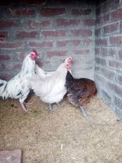 Pure desi egg laying hens