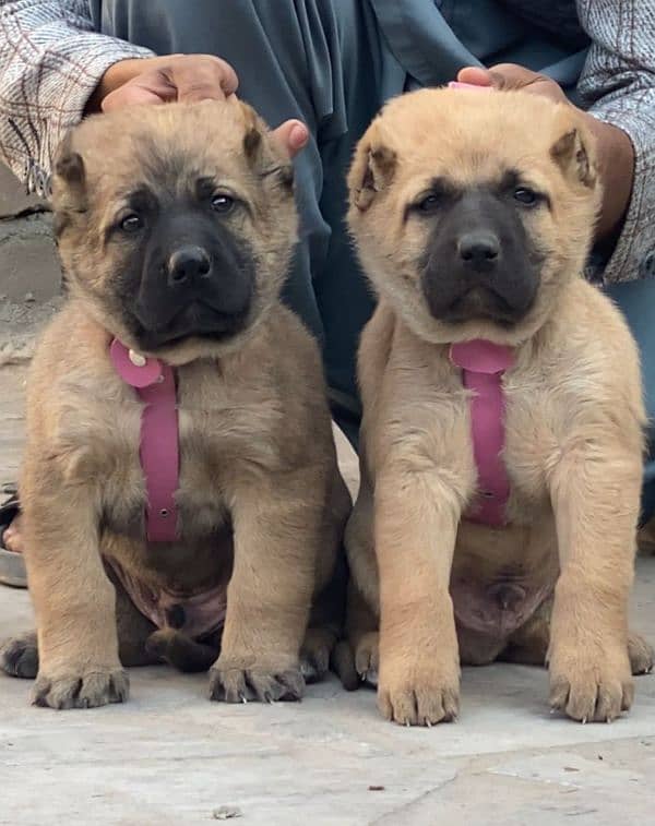 Kurdish Kangal security dog 2 month pair for sale heavy bone 0