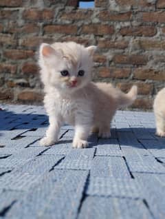 Persian triple coated  Kitten Available for New home