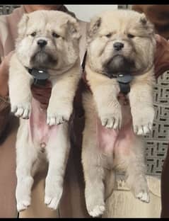 Afghan kuchi pair for sale