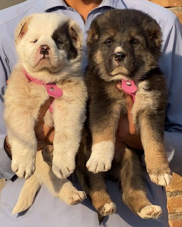 alabai security Dog 2 month pair for sale heavy bone 0