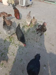 1 male 5 female hens egg laying hens for sale