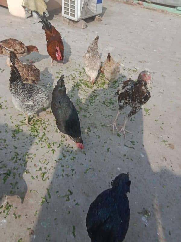 1 male 5 female hens egg laying hens for sale 0