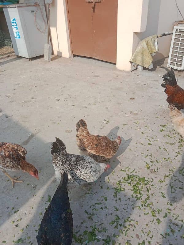 1 male 5 female hens egg laying hens for sale 1