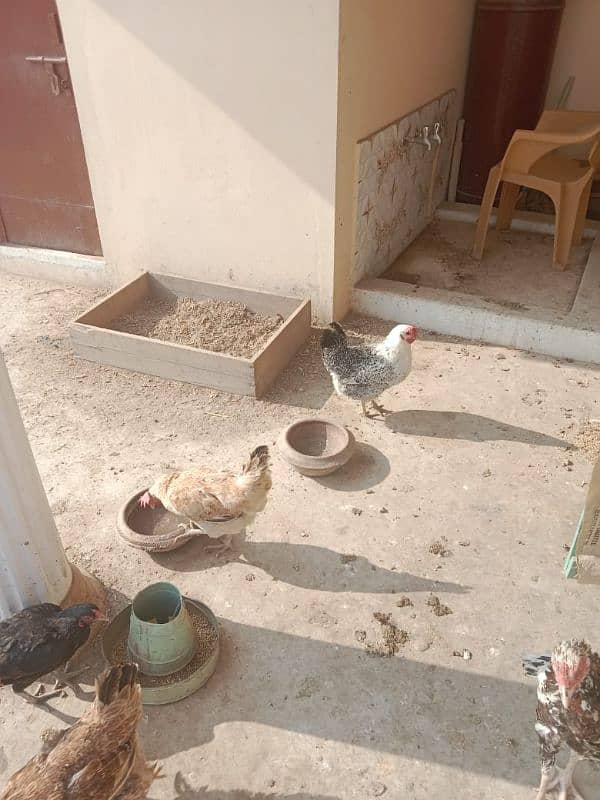 1 male 5 female hens egg laying hens for sale 2