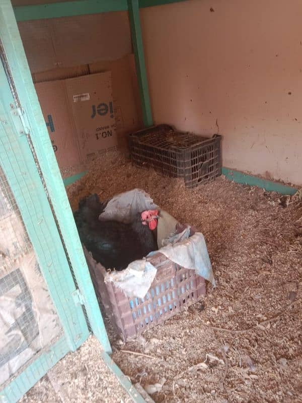 1 male 5 female hens egg laying hens for sale 3