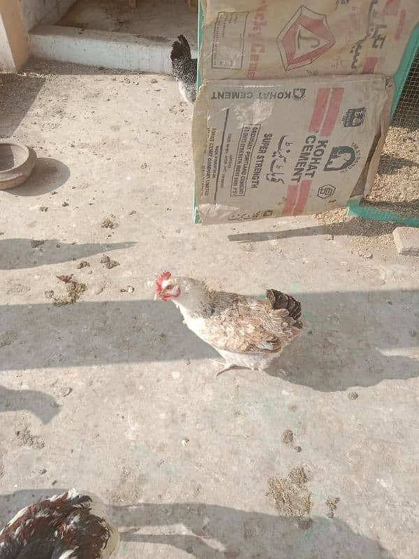 1 male 5 female hens egg laying hens for sale 6