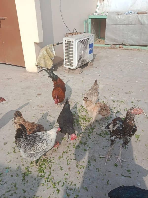 1 male 5 female hens egg laying hens for sale 7