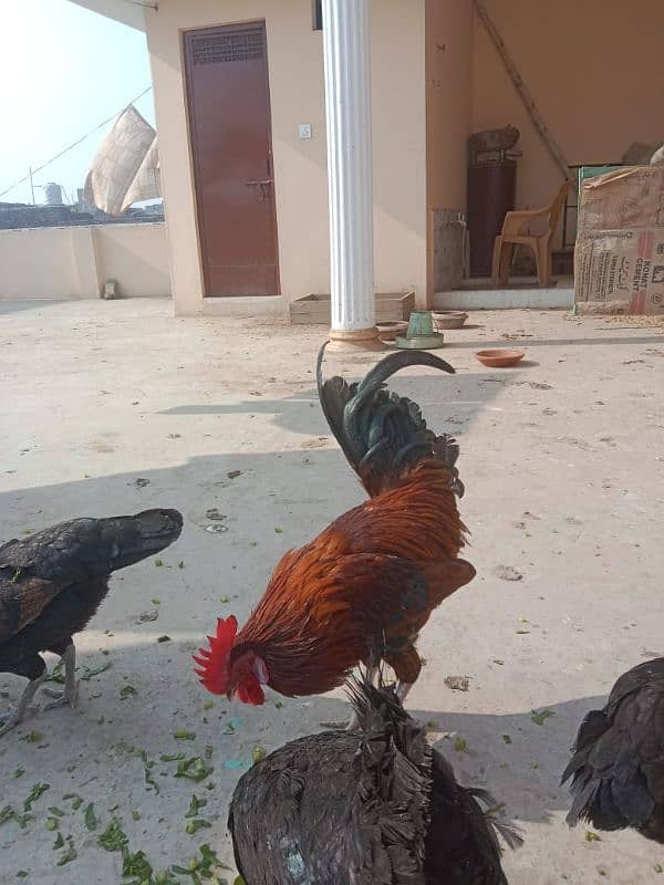 1 male 5 female hens egg laying hens for sale 8