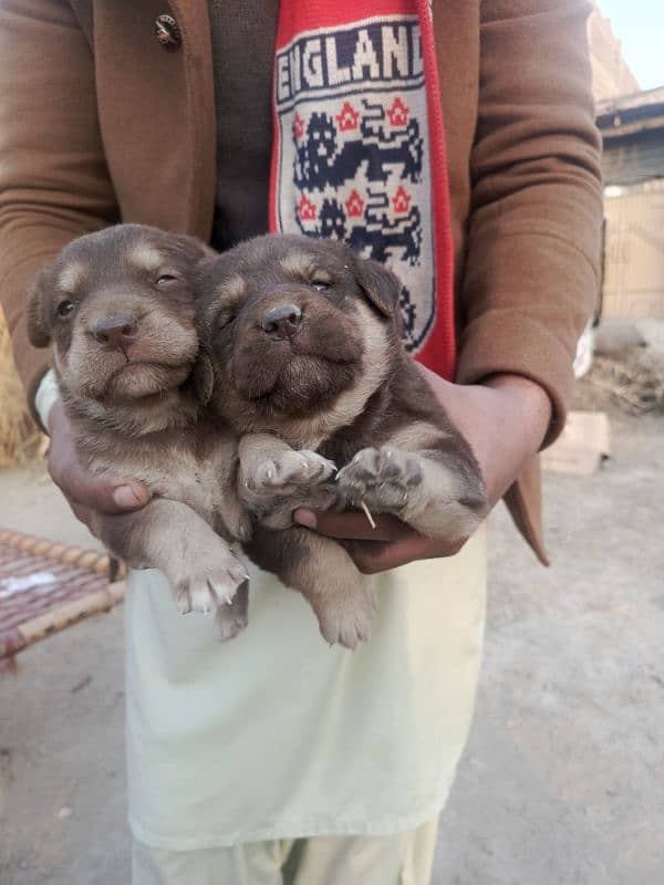 Lebrador Retriever 20 days old for sale 0