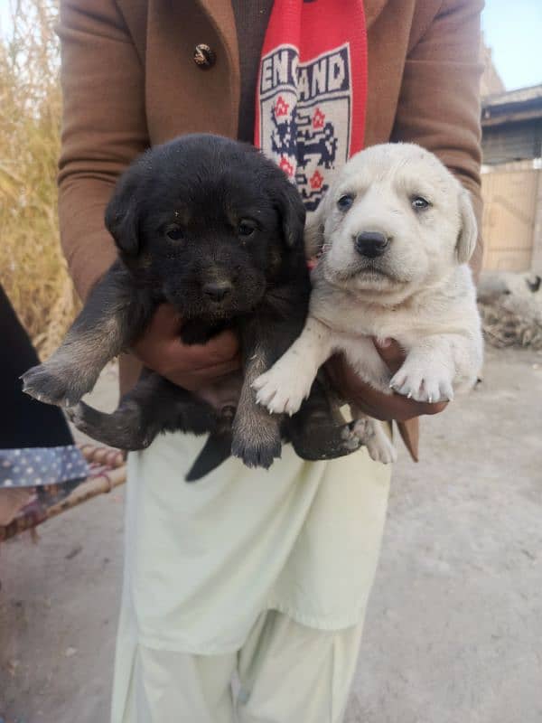 Lebrador Retriever 20 days old for sale 1