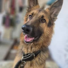 Active and Friendly German Shepherd