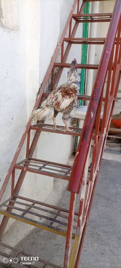 Aseel hens murgha for sale in Rawalpindi