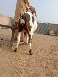 Bakri