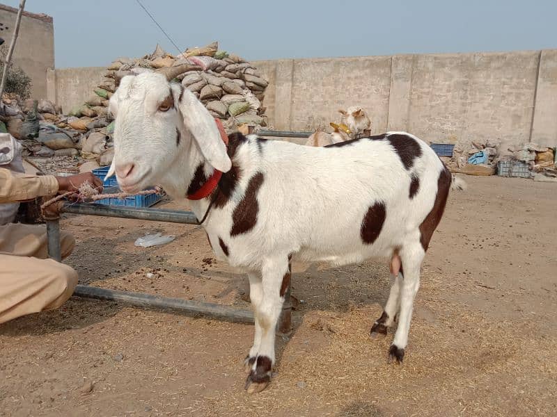 Bakri 2