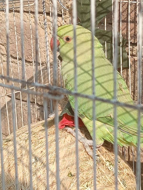 green parrot female breeder age 15 month full healthy 0