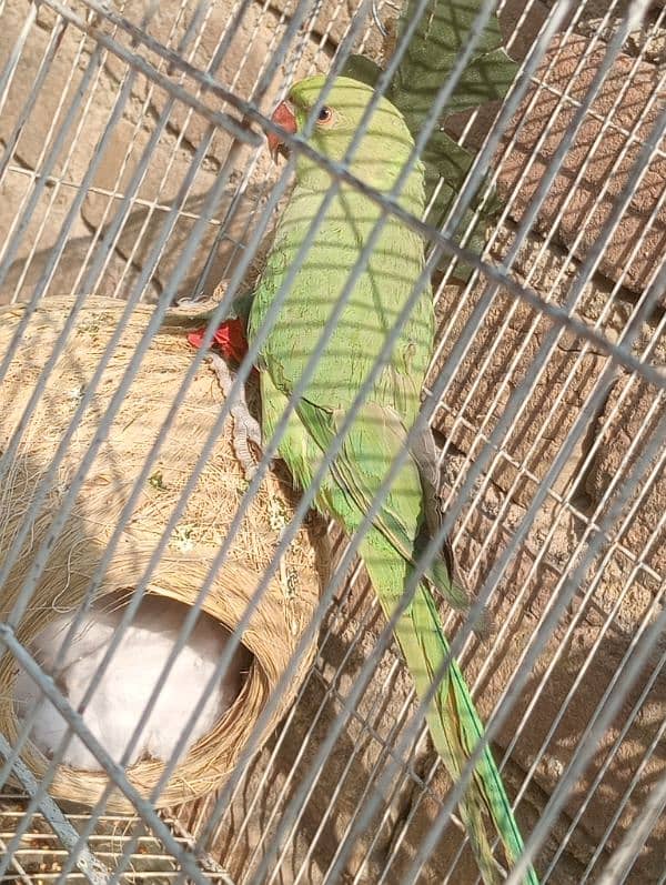 green parrot female breeder age 15 month full healthy 1