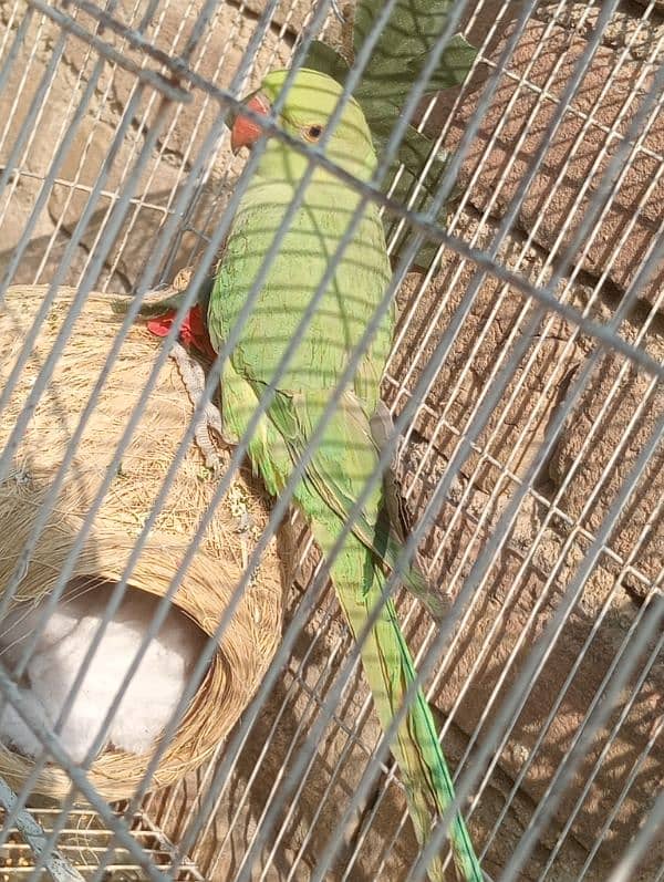 green parrot female breeder age 15 month full healthy 2