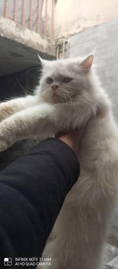 persian cats available