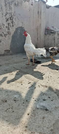 Pure Aseel /Aseel hen /aseel chicks/ pure aseel/high quality