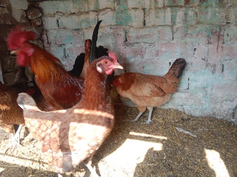 egg laying hens 0