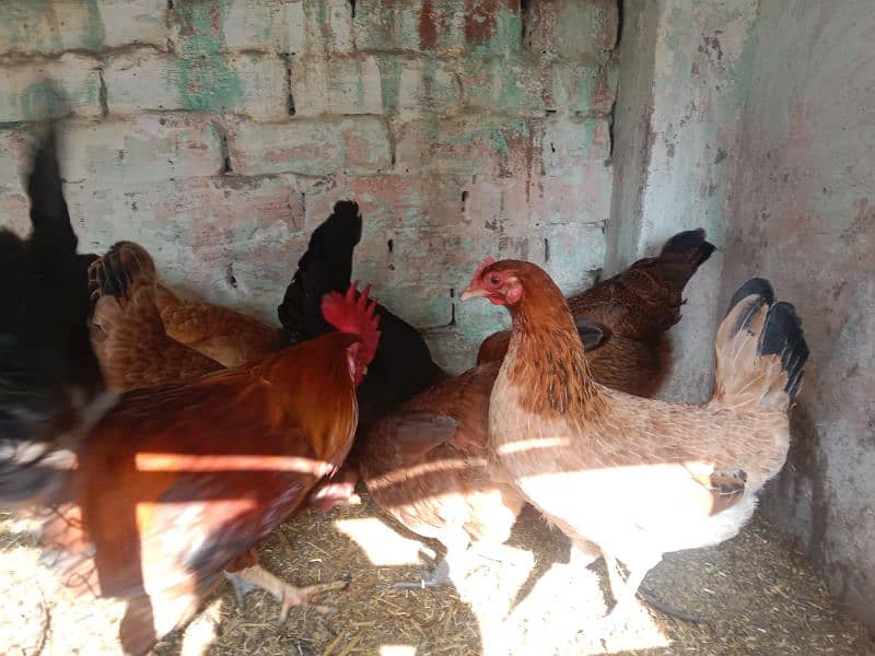 egg laying hens 2