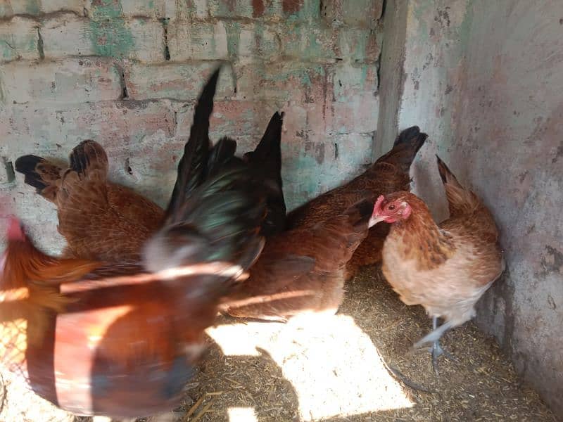 egg laying hens 3