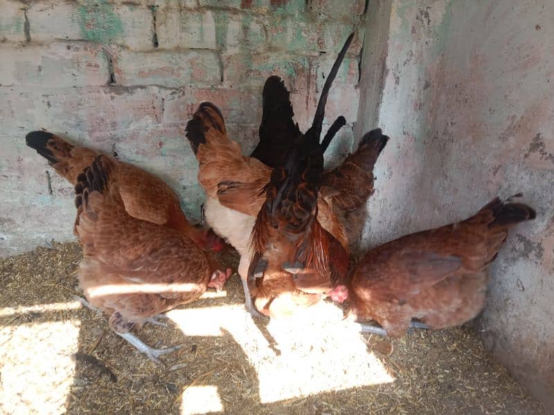 egg laying hens 4