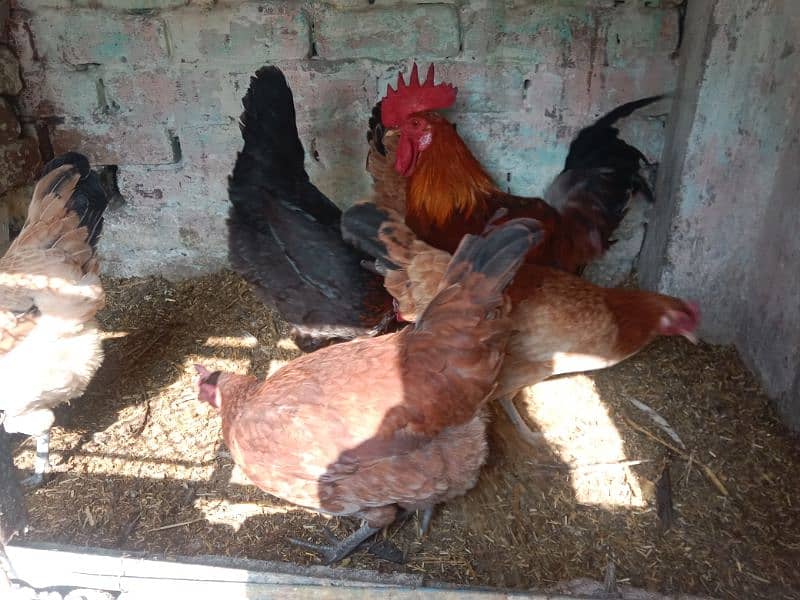 egg laying hens 5