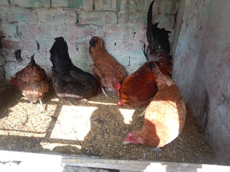 egg laying hens 6