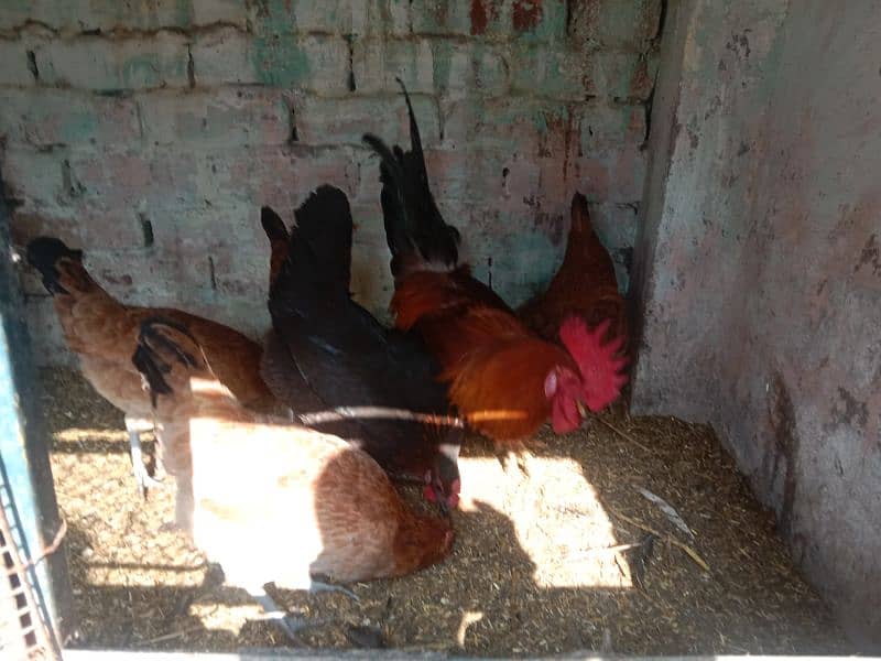 egg laying hens 7