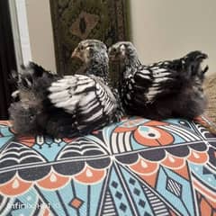 Silver laced wyandotte pair