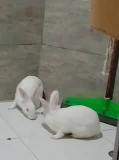 rabbits