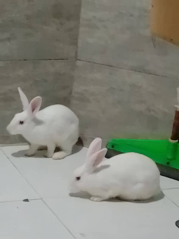 rabbits for sale red eye h. reasonable price 1