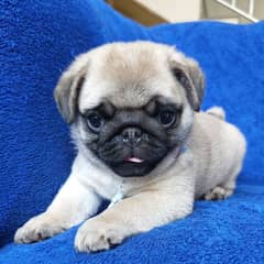 Pug