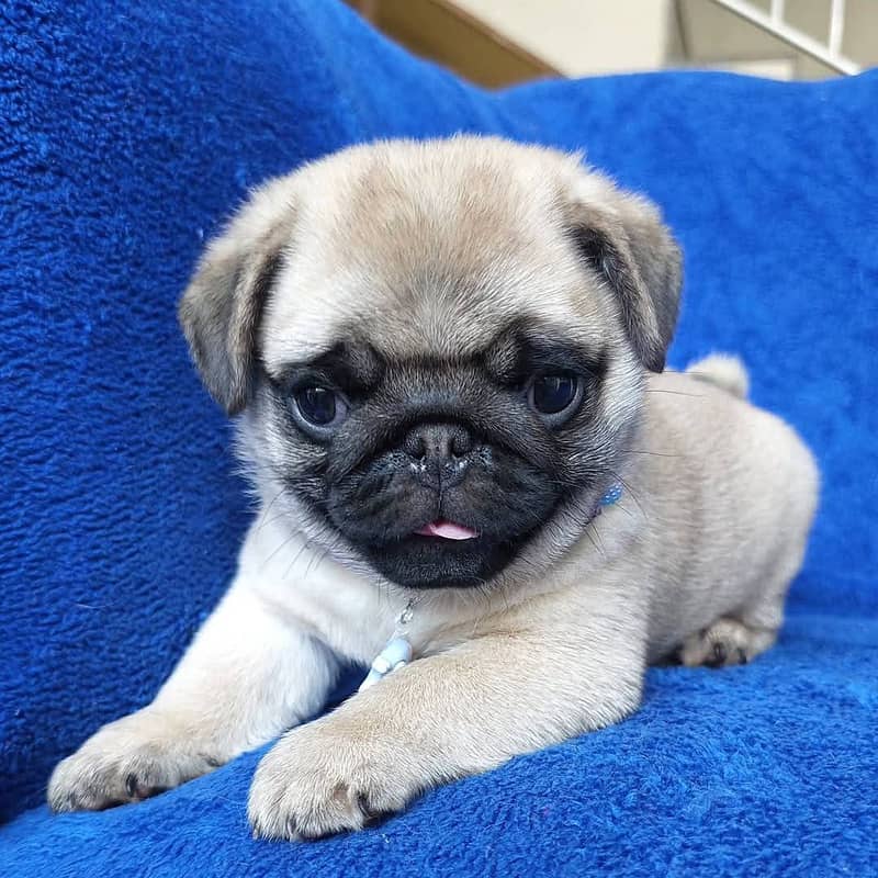 Pug Dog | Pug Puppy | Dog for sale 0