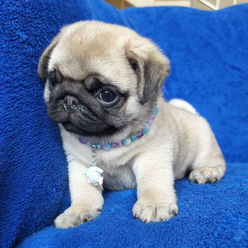 Pug Dog | Pug Puppy | Dog for sale 1