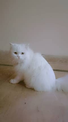 Persian triple coated punched face white cat