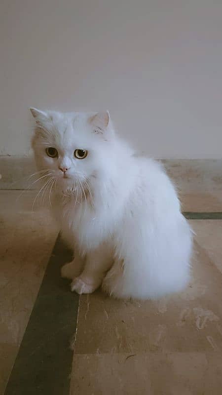 Persian triple coated punched face white cat 1