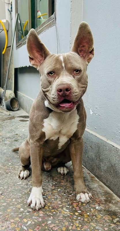 American pitbull male 2 years age champagne colour for sale 1