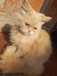 Golden Persian cat