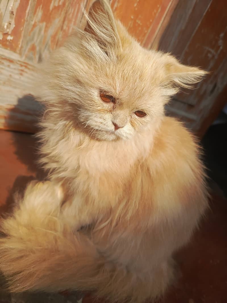 Golden Persian cat 0