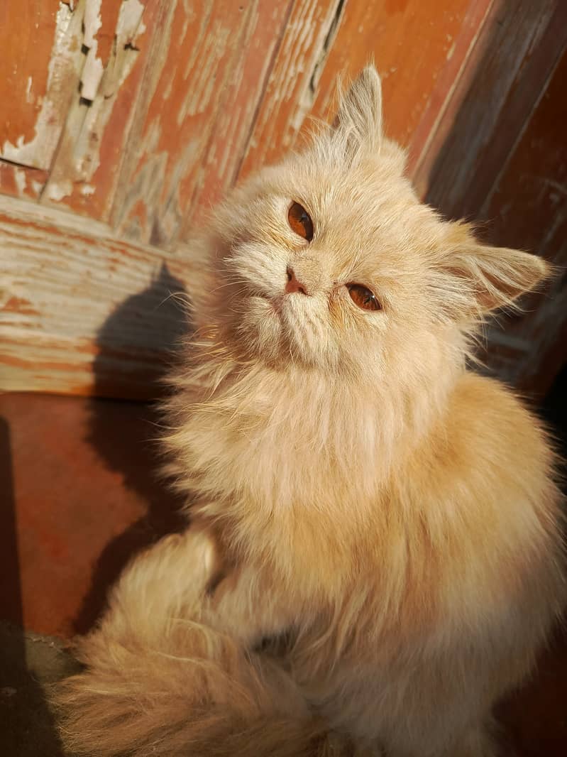 Golden Persian cat 1