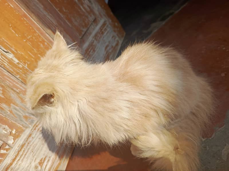 Golden Persian cat 2