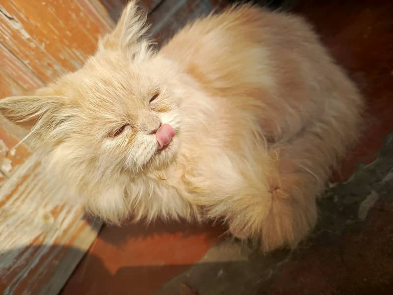 Golden Persian cat 3