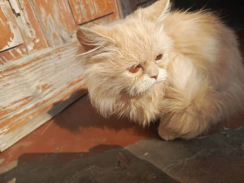 Golden Persian cat 4