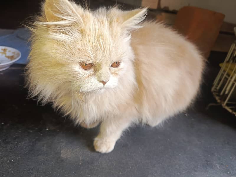 Golden Persian cat 5