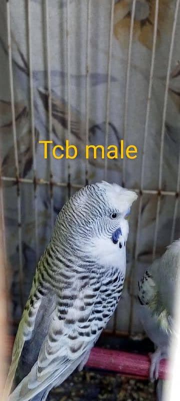 2 breeder budgies pair with chiks 0