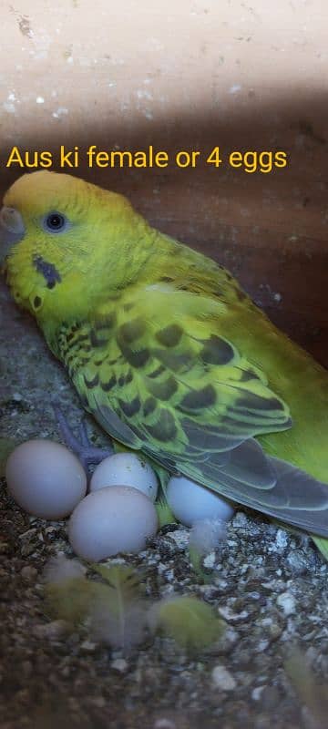 2 breeder budgies pair with chiks 1